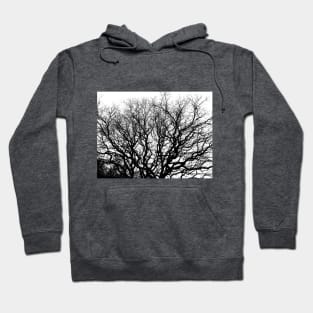 Winter wood in the country. Hoodie